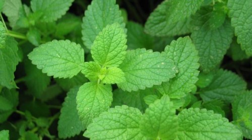 6 Herbal Bermanfaat yang Perlu Ditanam di Rumah