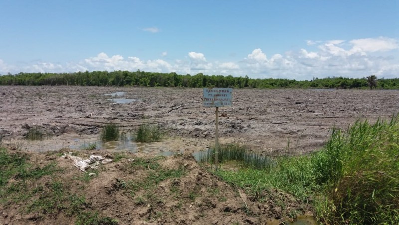7 Manfaat Daun Binahong untuk Pengobatan