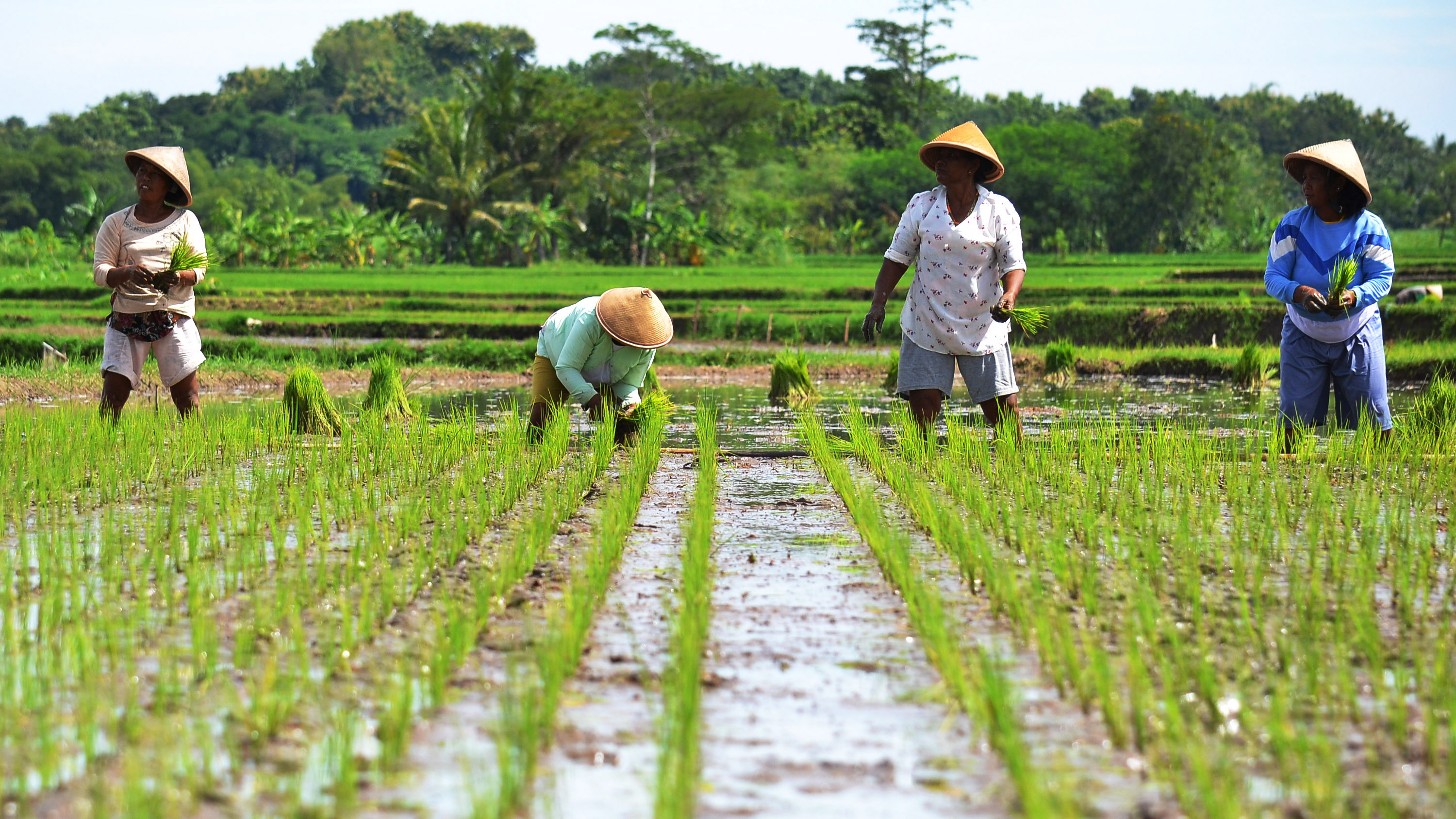 DTPH Merauke dorong petani percepat tanam padi