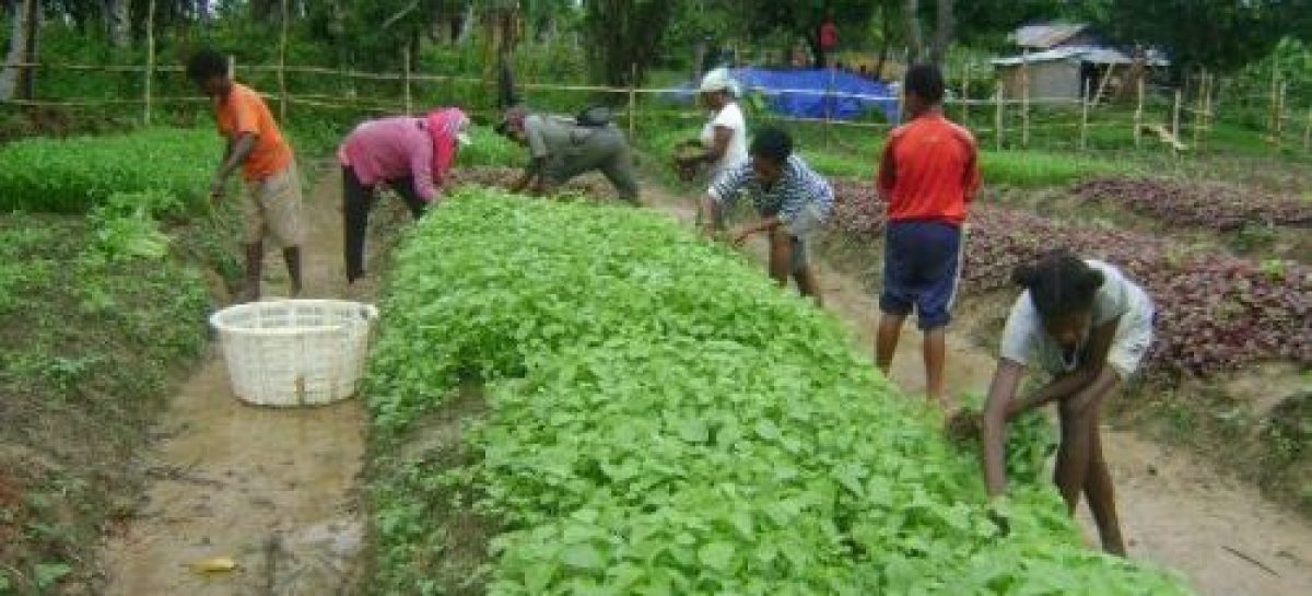 Pengembangan Pangan Lokal Solusi agar Masyarakat Tak Jual Tanah