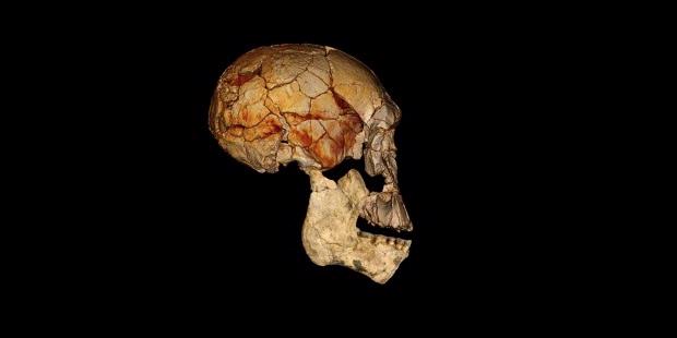 Moyang Manusia Ternyata Beragam