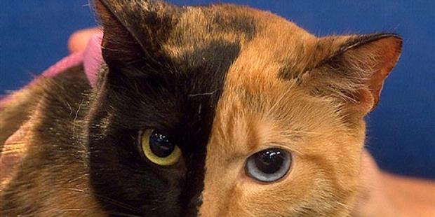 Venus, Kucing Misterius Berwajah Dua