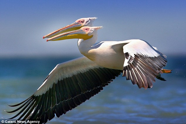 FOTO: Pelikan dengan Dua Kepala
