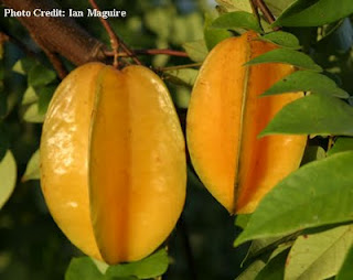 Manfaat Buah Belimbing untuk Kesehatan