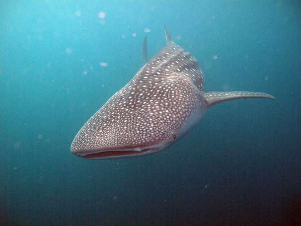 Hiu Terbesar di Dunia Ada di Teluk Cendrawasih!