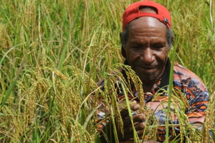 Kabupaten Merauke Beri Kontribusi 10 Juta Ton Beras Skala Nasional Tahun 2014 