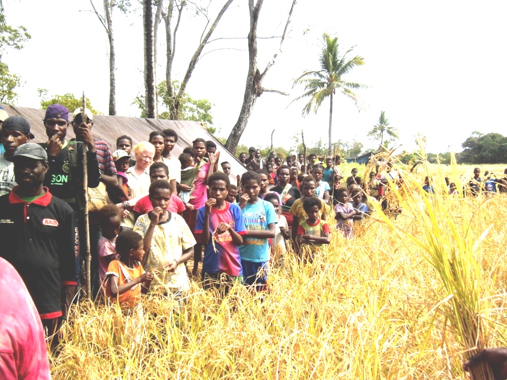 Panen Padi Perdana Di Distrik Tabonji 