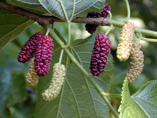 Tetap Awet Muda dengan Murbei