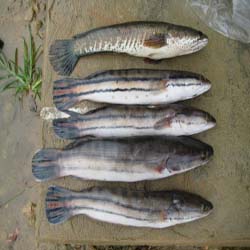 Panduan Budidaya Ikan gabus