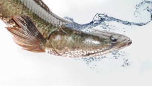 Cara Mengambil Albumin di Ikan Gabus