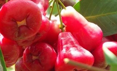 Inilah Manfaat Tersimpan Dari Jambu Air