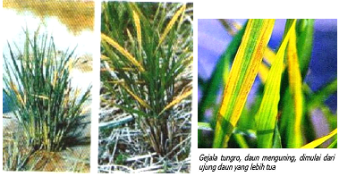 Petani Padi diingatkan Waspadai Virus Tungro