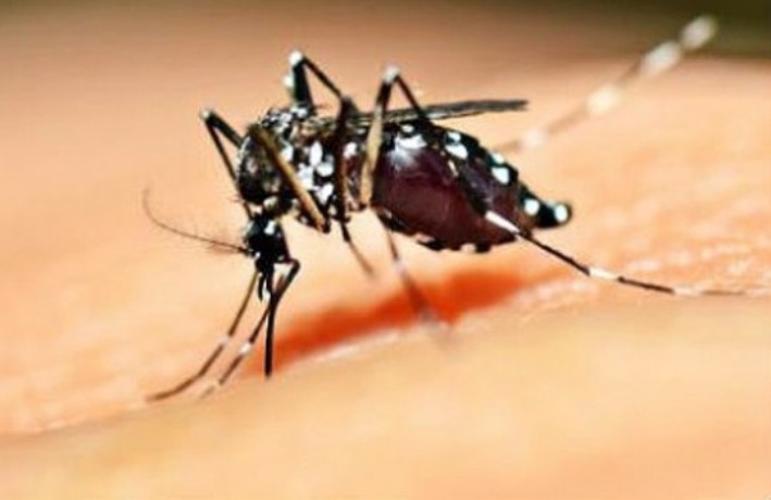 Biak, Kota Jayapura, Asmat dan Merauke Masuk Kategori KLB DBD