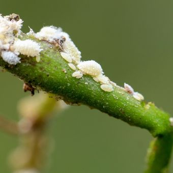 Waspada, Hama Putih Mulai Menyerang Tanaman Padi
