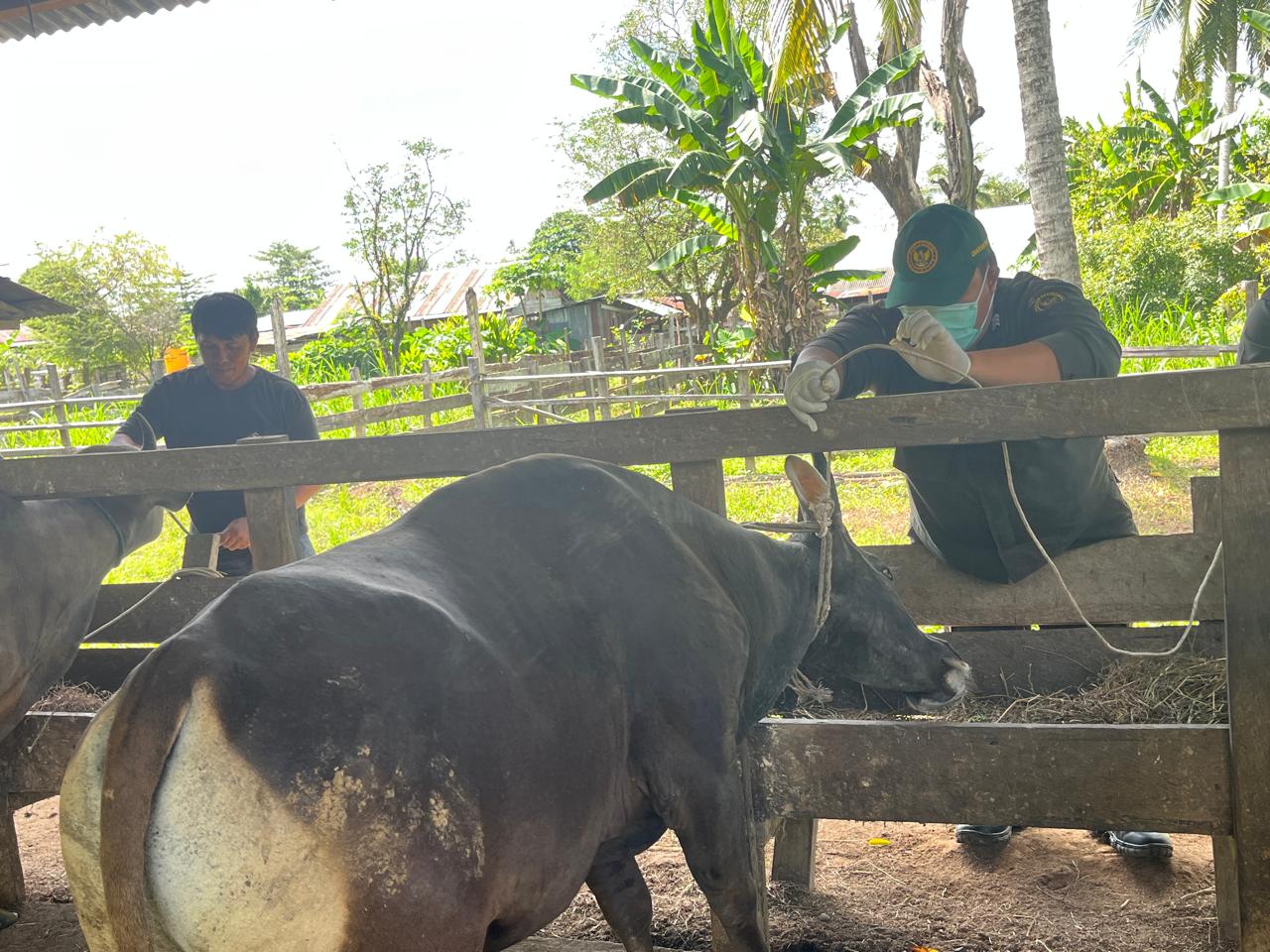 Karantina Merauke Pastikan Kesehatan Hewan Kurban