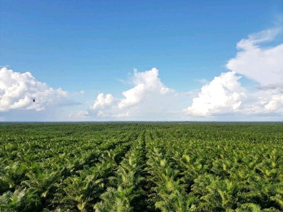 Komitmen PT. BIA Perkuat Standar Sawit Berkelanjutan