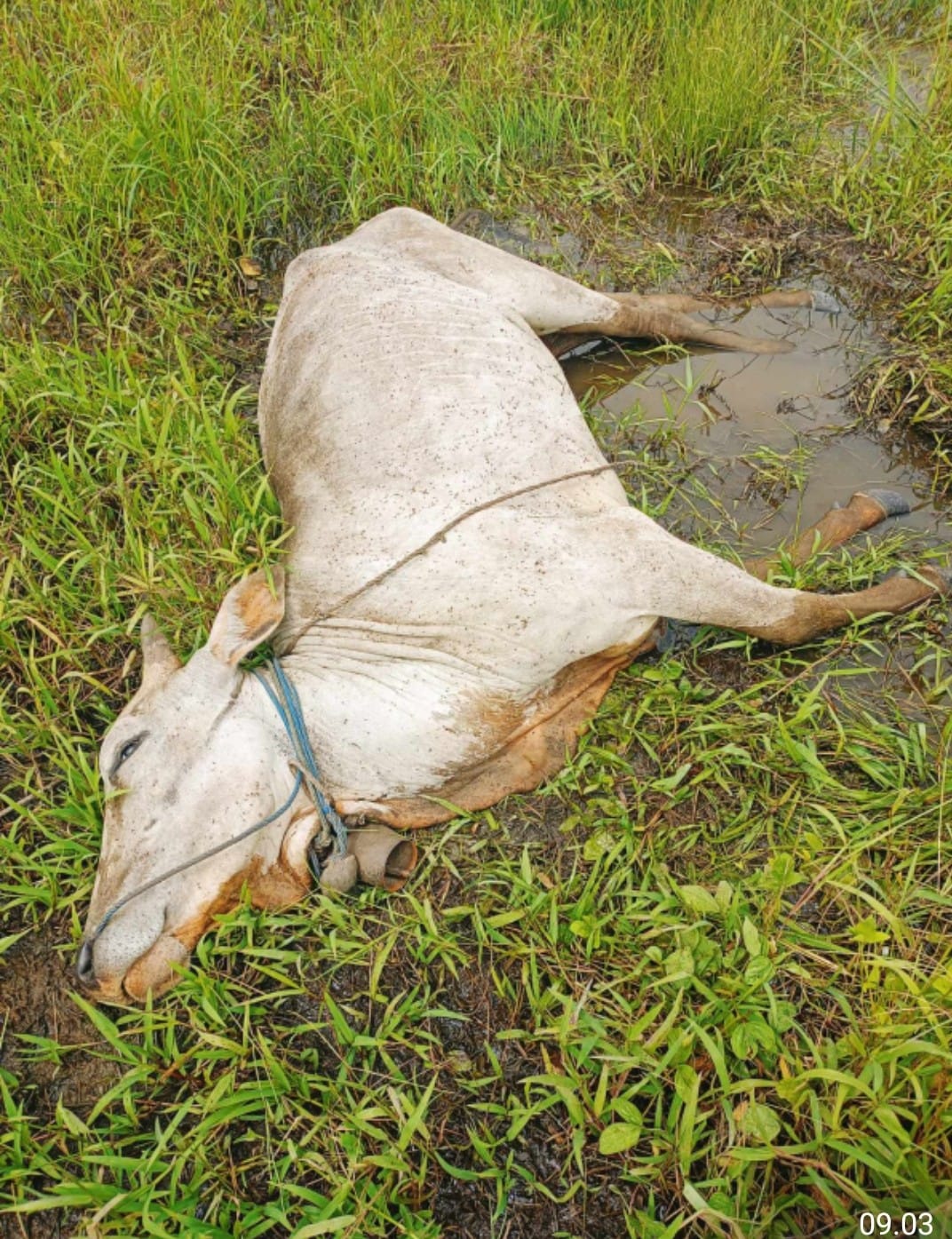 Kematian Sapi di Merauke Naik Jadi 138 Akibat Gigitan Nyamuk
