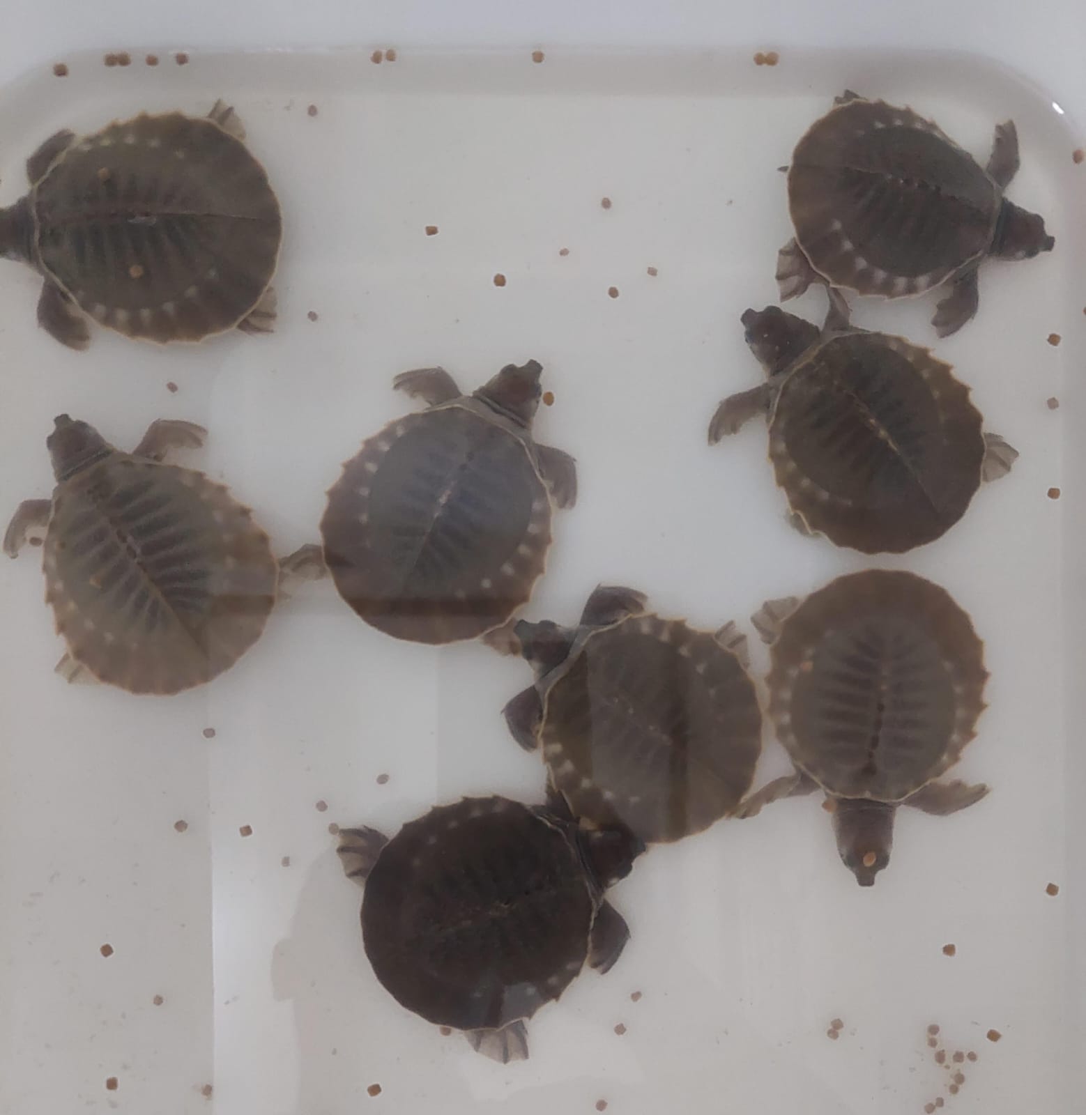 Karantina Papua Selatan Gagalkan Penyelundupan Kura Kura Moncong Babi