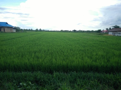 Padi Petani Merauke Mulai Terserang Ulat