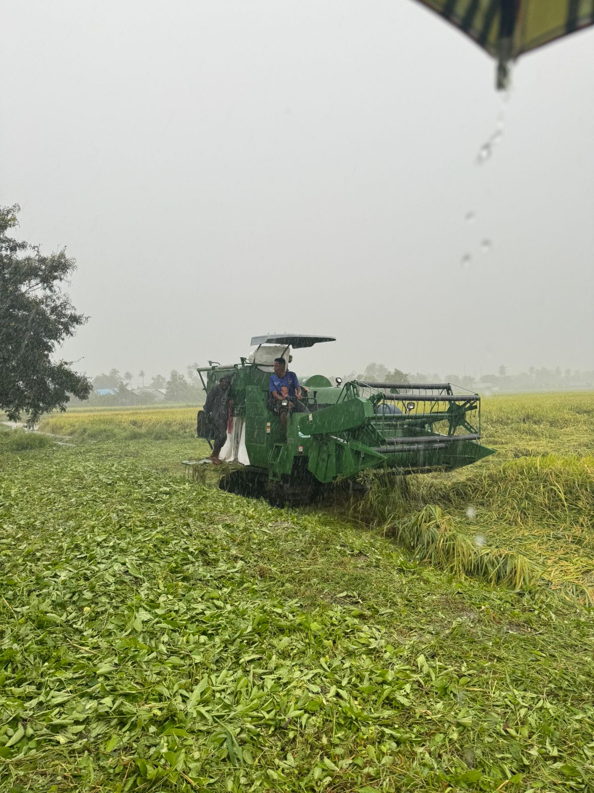 Mentan dan Wamenhan Tetap Gelar Panen Raya Padi Saat Hujan