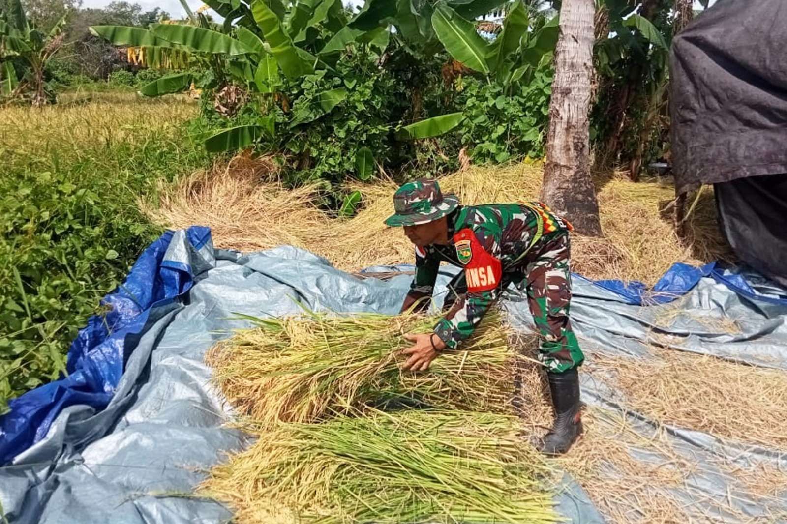 Panen Padi Petani Lokal di Distrik Tabonji Merauke 