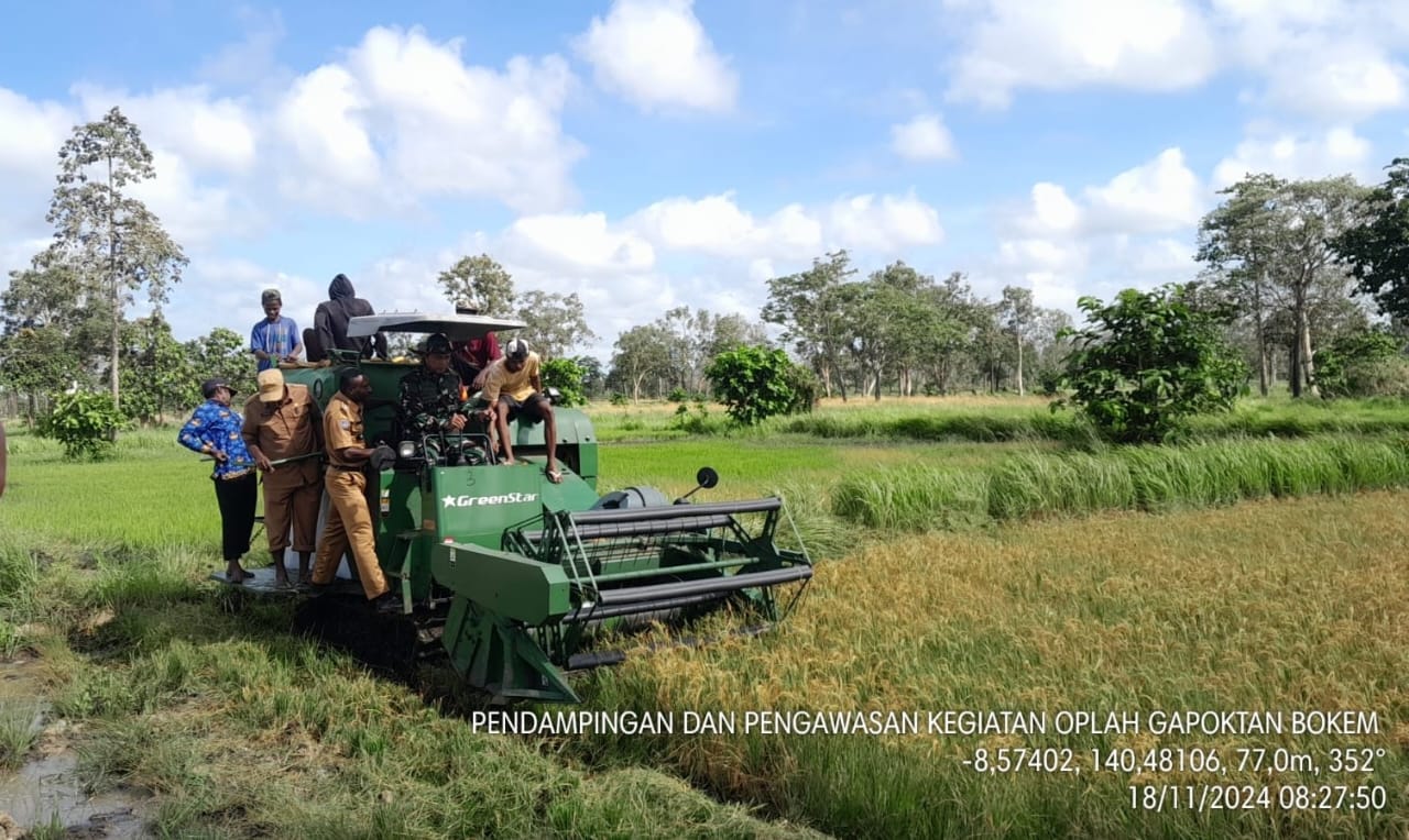 Padi Hasil Optimalisasi Lahan di Kampung Bokem Kabupaten Merauke Mulai Dipanen