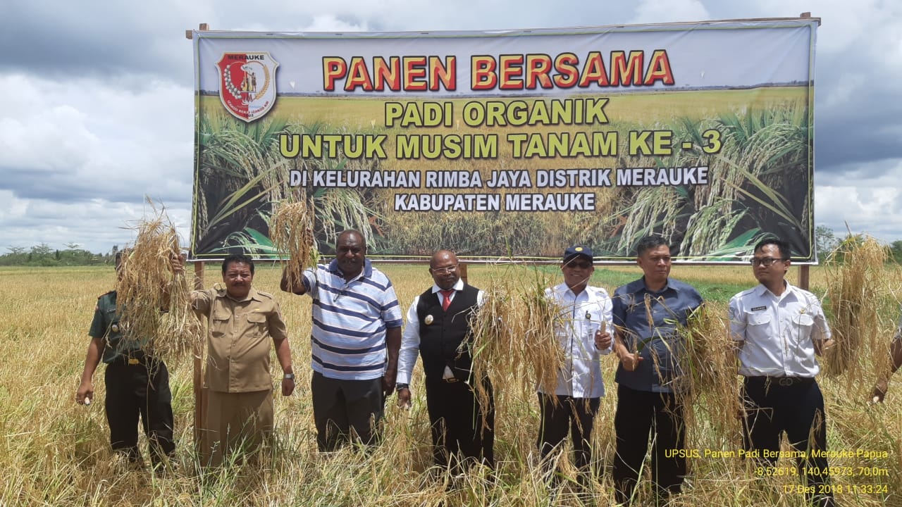 Bupati Freddy Ikut Panen Padi Di Lahan Indeks Pertanaman 300