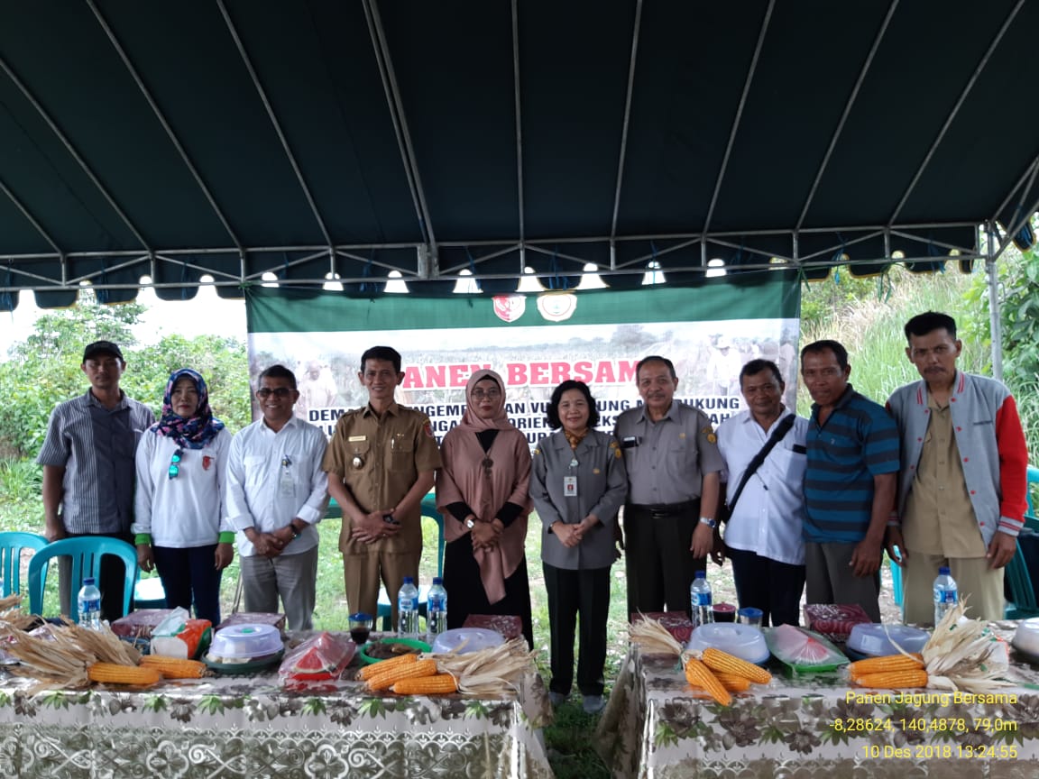 Wakil Bupati Sularso Melakukan Panen Jagung Bersama di SP9 Tanah Miring