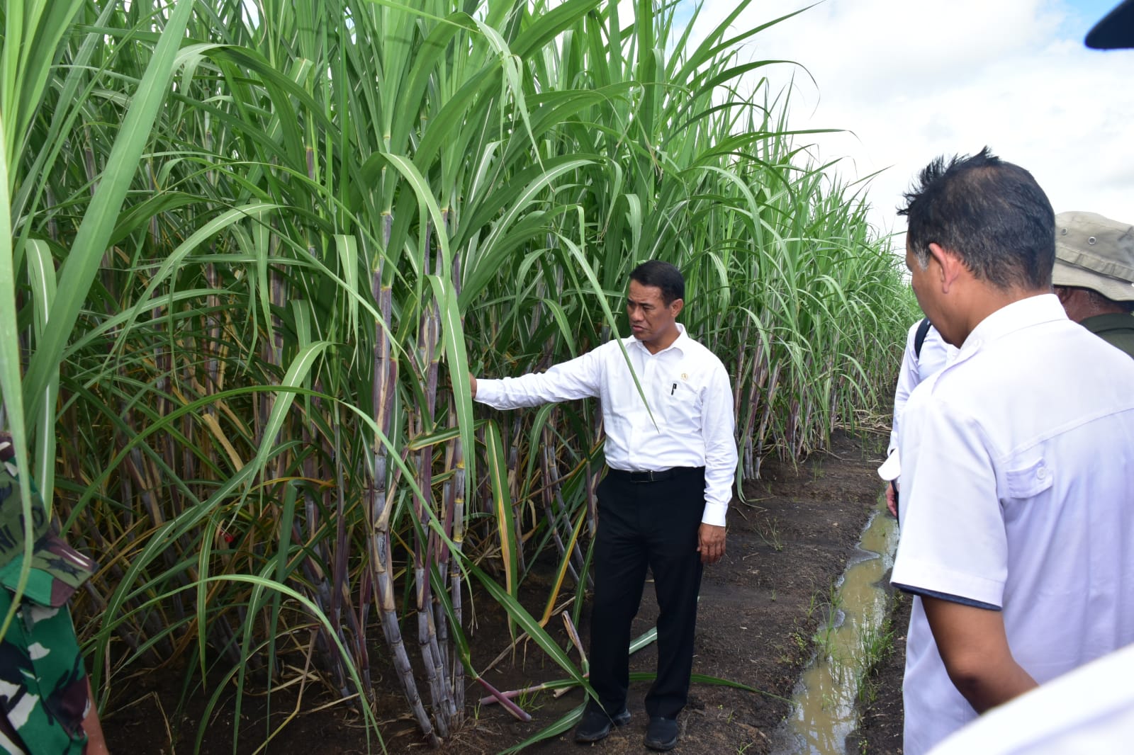 Mentan Dorong Produksi Gula Nasional dari Kabupaten Merauke