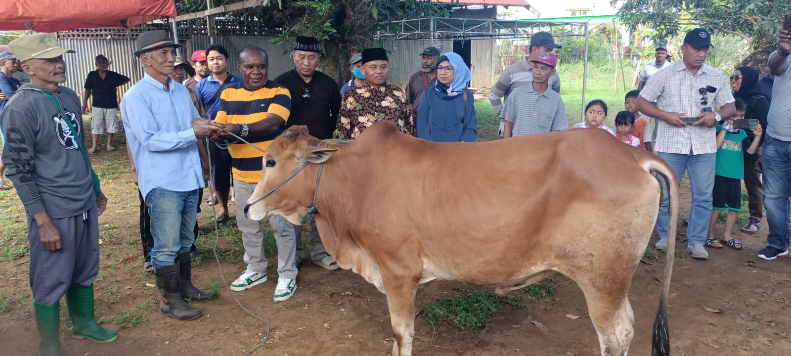Jelang Idul Adha 1445 Hijriah, Romanus Mbaraka Serahkan Belasan Sapi Kurban