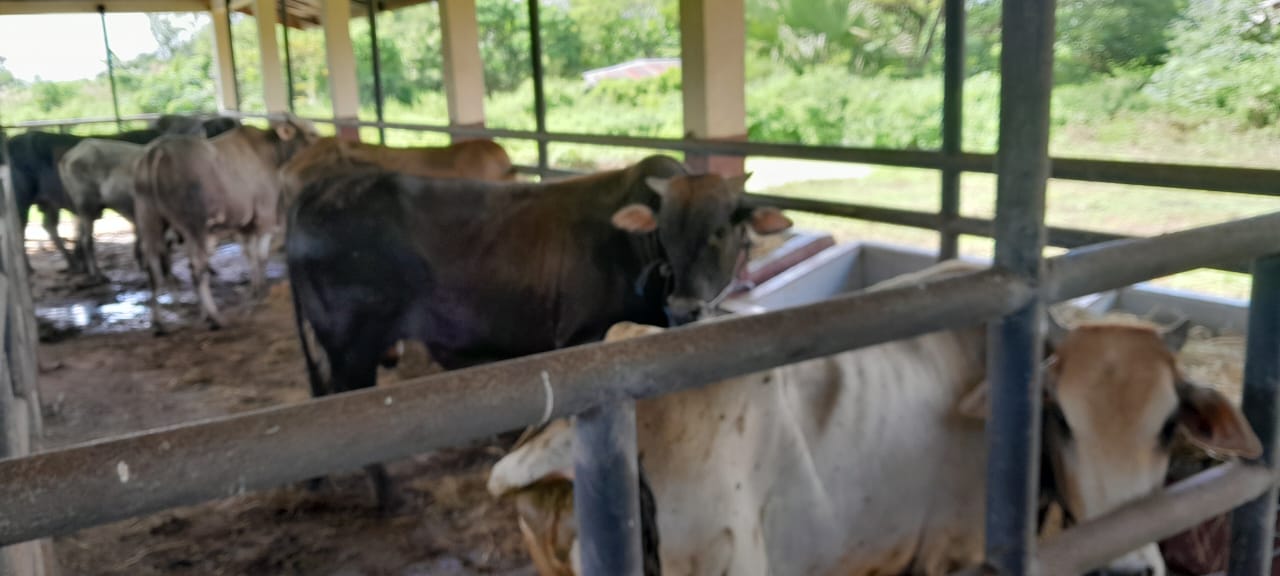 Sambut Idul Adha 1445 Hijrah, Dinas Peternakan Merauke Siapkan Tiga Pelayanan Bagi Masyarakat