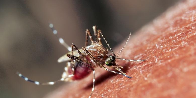 5 Hal Seputar Virus Zika yang Perlu Diketahui
