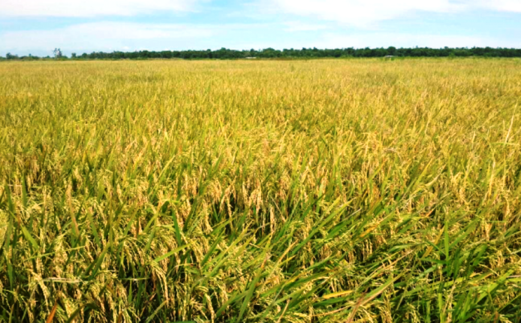Petani Keluhkan Harga Beras Murah
