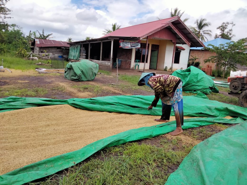  Bulog Merauke Kembali Menyerap Beras Petani 