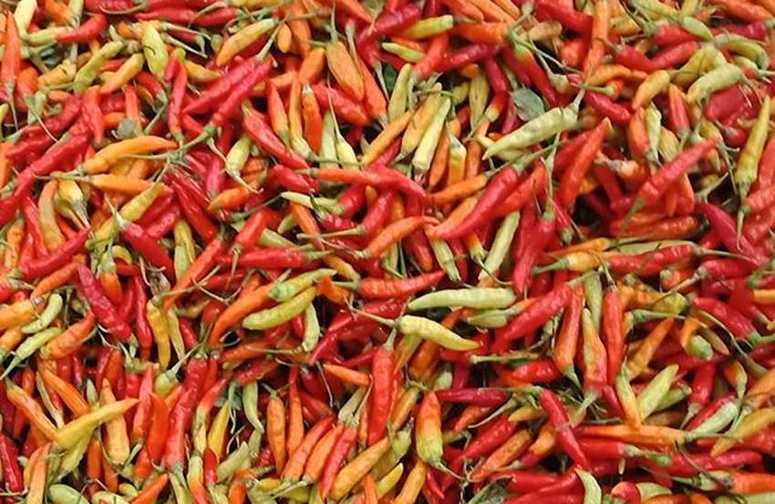 Harga Cabai di Kabupaten Merauke mengalami kenaikan harga signifikan