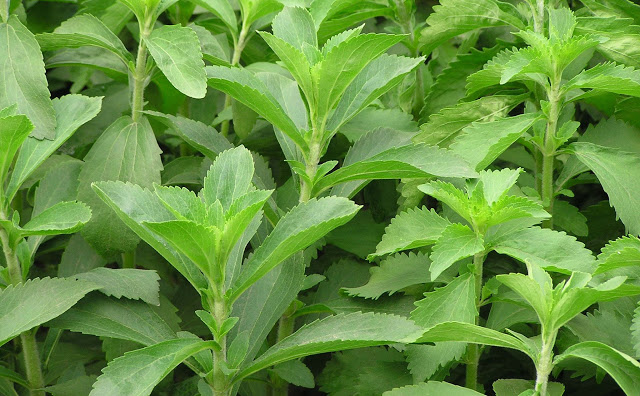 Dahsyat, Tanaman Ini Mampu Bunuh Empat Penyakit Mematikan