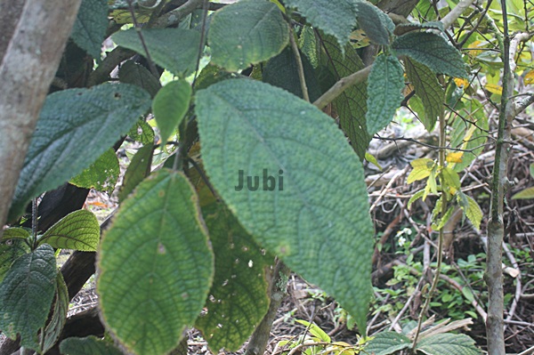 Daun Gatal dari Papua Bisa Sembuhkan Reumatik dan Pegal-Pegal