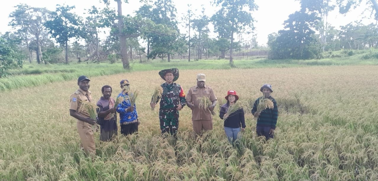 Padi Hasil Optimalisasi Lahan di Merauke Mulai Dipanen, Siap Wujudkan PSN Ketahanan Pangan 