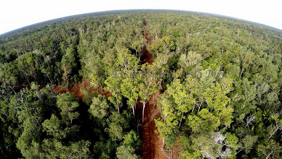 Kabupaten Merauke Rawan Penebangan Hutan