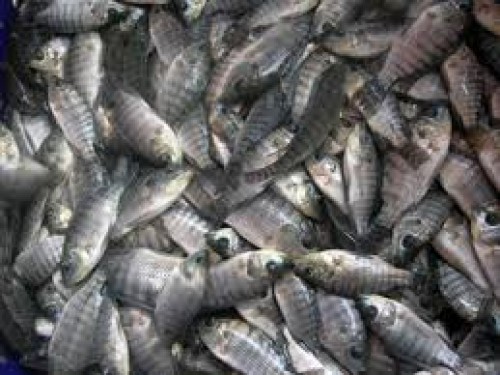 Distribusi Bantuan Benih Ikan Nila bagi  Masyarakat Di Distrik dan Kampung Tahun 2015