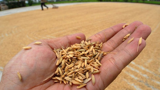 Bulog: Petani Merauke Kekurangan Mesin Pengering Gabah 