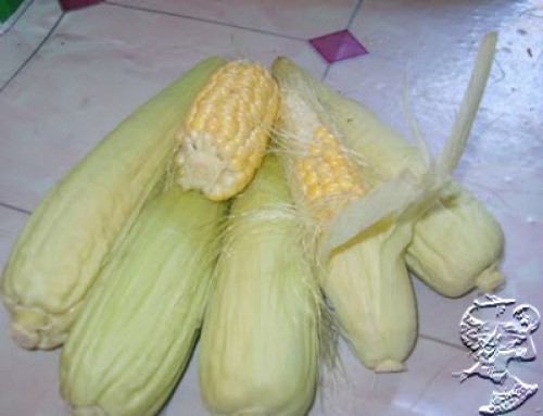 Khasiat Jagung Muda Untuk Kesehatan