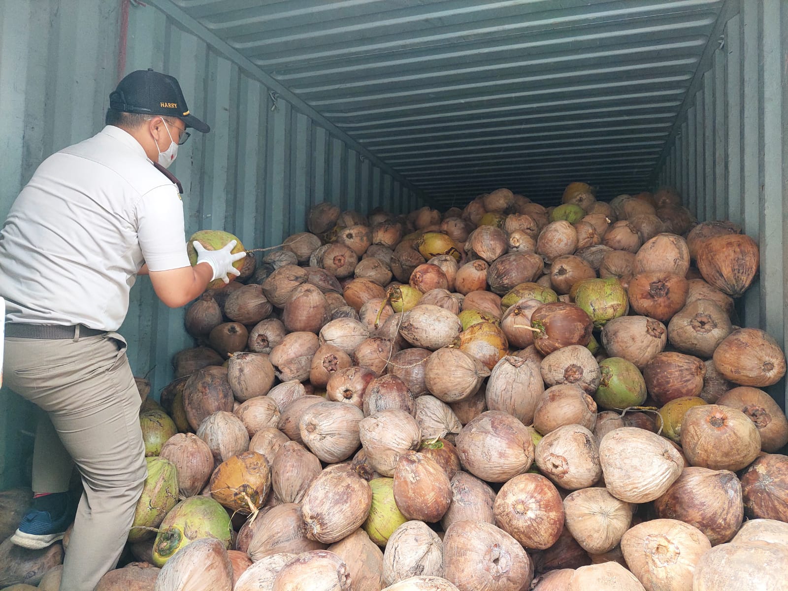 Kelapa Bulat Merauke Jadi Pilihan Pasar Di Surabaya