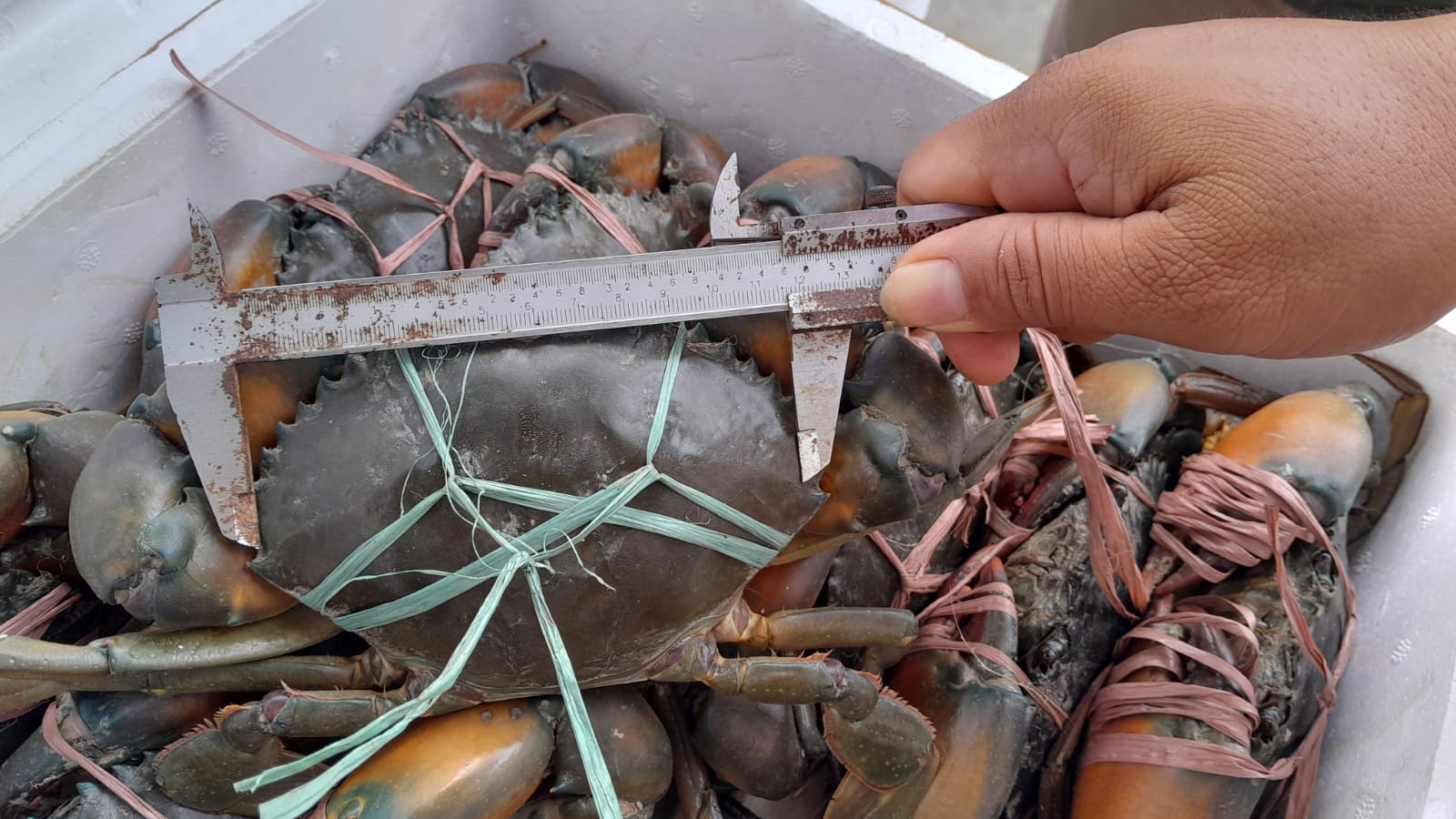 Ketahui Ukuran Kepiting Bakau yang Boleh Dikirim ke Luar Papua 