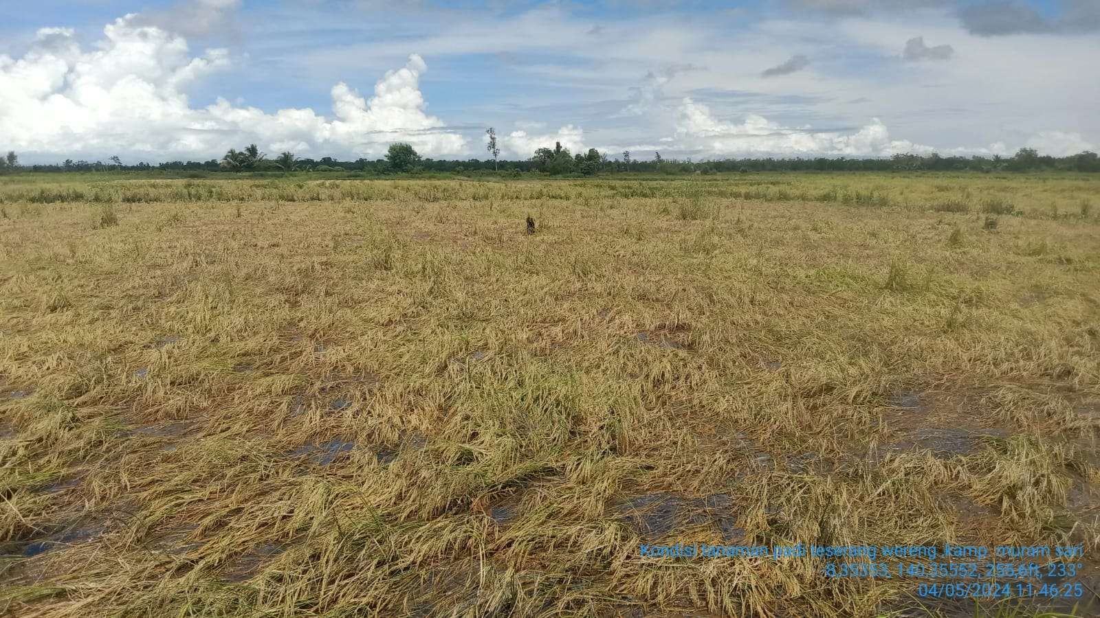 Curah Hujan Tinggi Ancam Tanaman Padi Petani Merauke