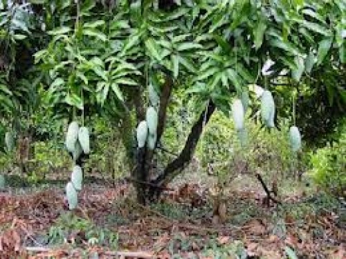 Manfaat Daun Mangga untuk Kesehatan