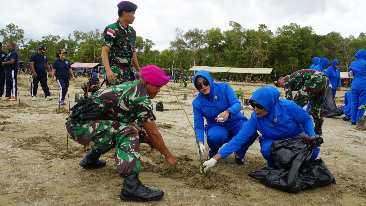 Peringati HUT Ke-74, Lantamal XI Merauke Tanam 5800 Pohon Mangrove