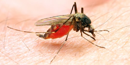 Khusus Daerah Kelapa Sawit di Merauke, Kasus Malaria Masih Tinggi
