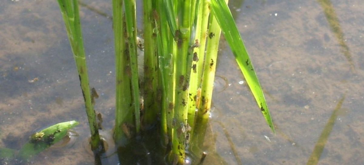 Petani Merauke Waspadai Serangan Hama