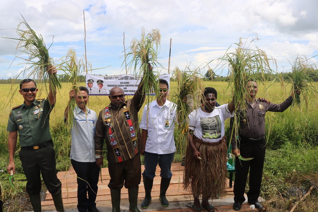 Bupati Merauke, Panen Perdana Dilahan Warga Lokal